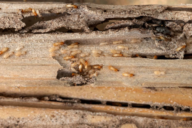 Best Mosquito Control Services  in Stonecrest, GA